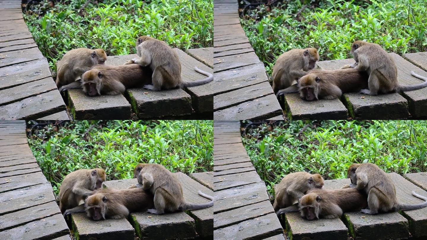 猴子生活在印尼南加里曼丹岛凯邦岛的天然森林中