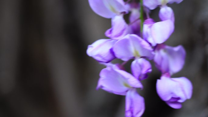紫藤花4K花卉花朵摇曳的花朵鲜花生长