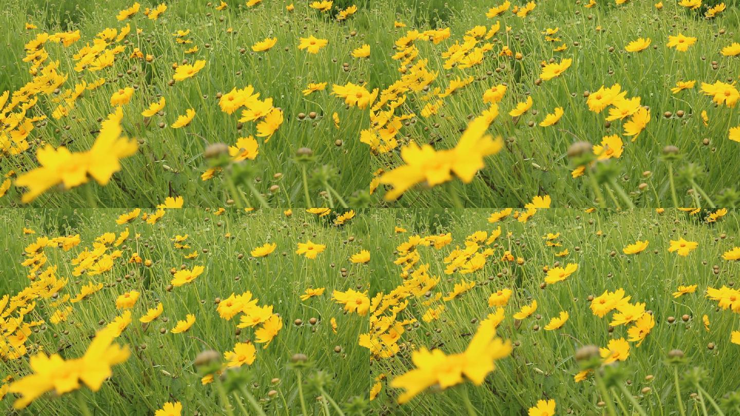 实拍高清一丛丛黄色花朵绿草地