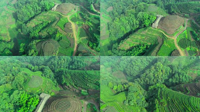 四川雅安名山县大地指纹茶园航拍