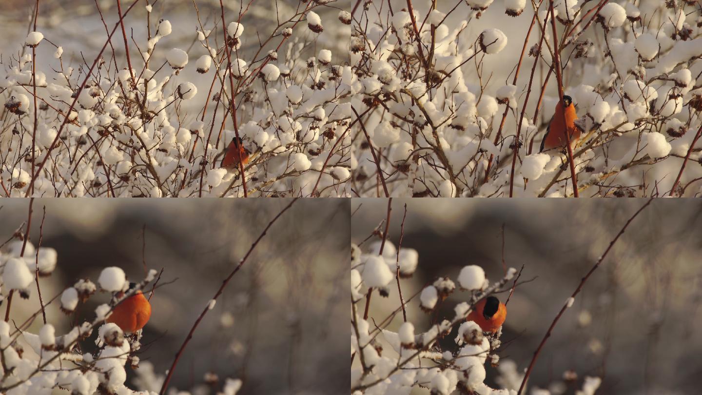 白俄罗斯冬季吃种子的牛头雀