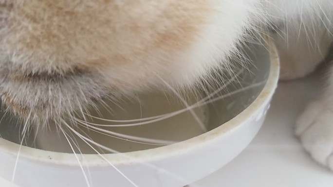 动物可爱花猫喝牛奶【原拍视频，倒卖必究】