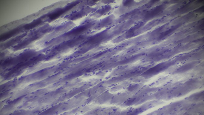 骨骼肌侧切面显微镜观察
