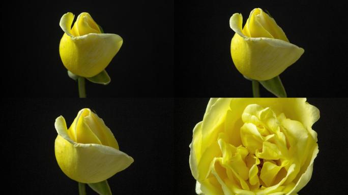 黑色背景前黄色玫瑰花的TIMELAPSE拍摄，4k视频。