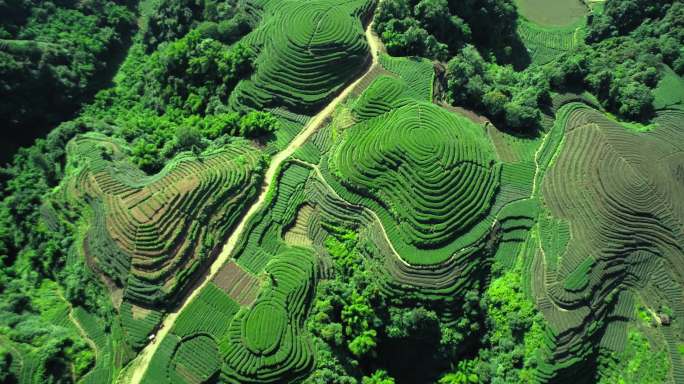 四川雅安名山县大地指纹茶园航拍