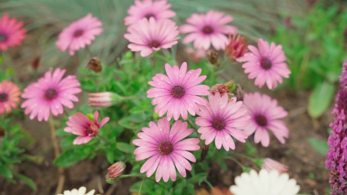 国家植物园 北京植物园 花卉 雏菊