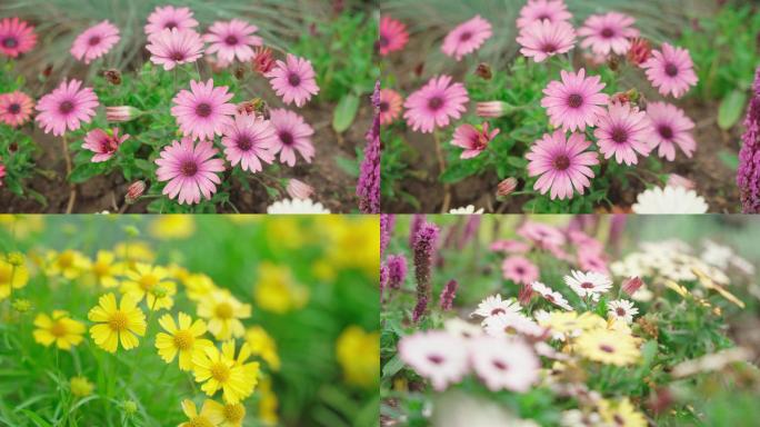 国家植物园 北京植物园 花卉 雏菊