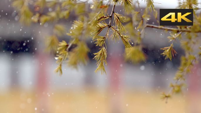 西藏林芝下雪雪景风景