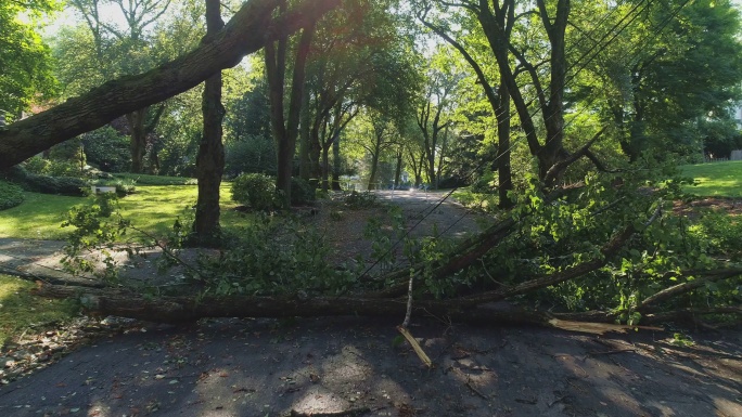 暴风雨过后，新泽西州一个小镇的一棵树因大风倒下，树挡住了街道，摧毁了电线、互联网和电视电缆。具有前向