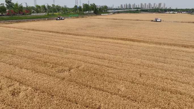 浙北小麦收割 江浙地区农田风貌