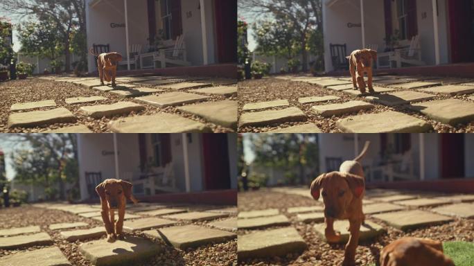 可爱的脊背小狗在家里的花园里玩耍的4k视频片段