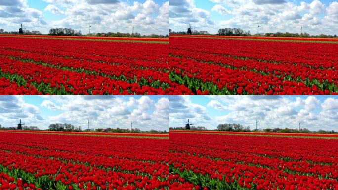 典型的荷兰风景，风车和郁金香