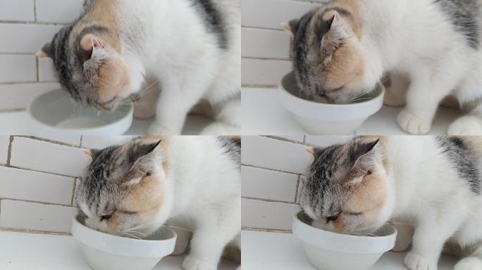 动物可爱花猫喝牛奶【原拍视频，倒卖必究】