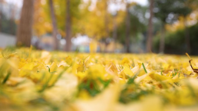 落在地上的秋叶慢动作金色落叶