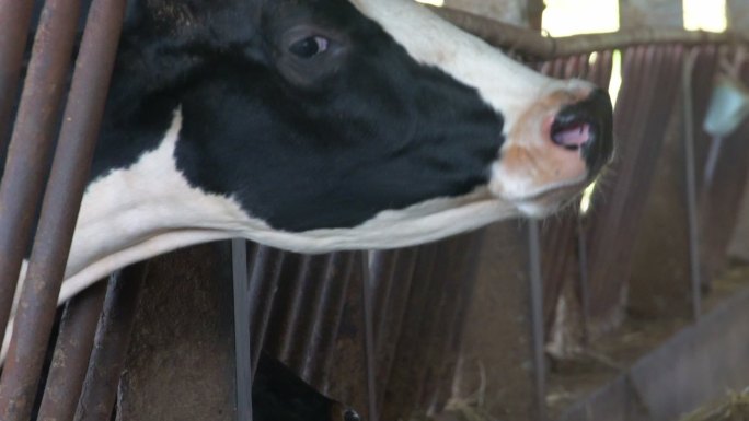 奶牛（黑白）在现代农场里吃草。
