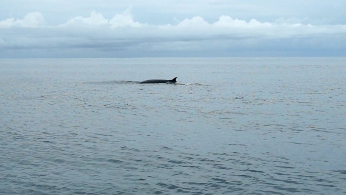 SLO MO/Bryde的鲸鱼Balaenoptera edeni吃小鱼