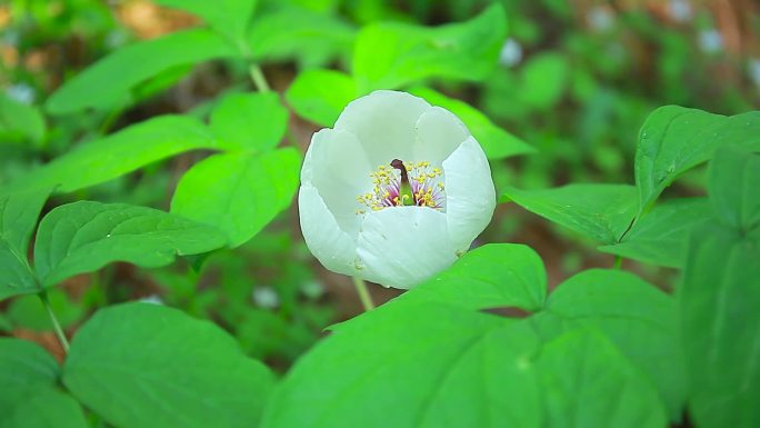 实拍野生芍药药材