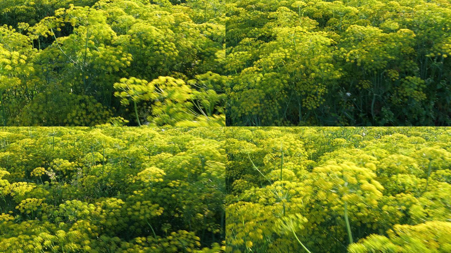 绿色莳萝茴香花，特写