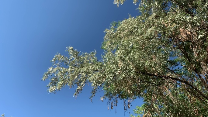 蓝天阳光下的沙枣树，沙枣花开了