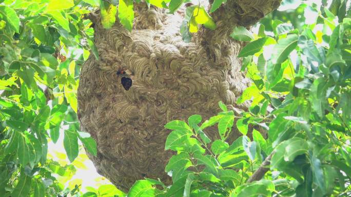 树上的黄蜂巢巢穴大自然结构构造
