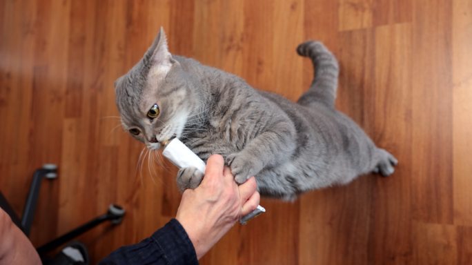 饥饿的猫站着舔主人手中的复合维生素膏管