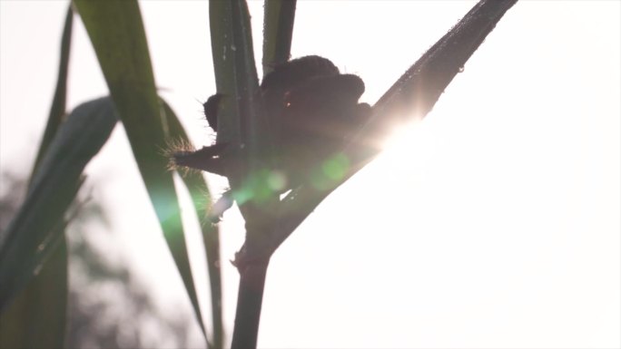 蟛蜞螃蟹芦苇湿地生物特写A021