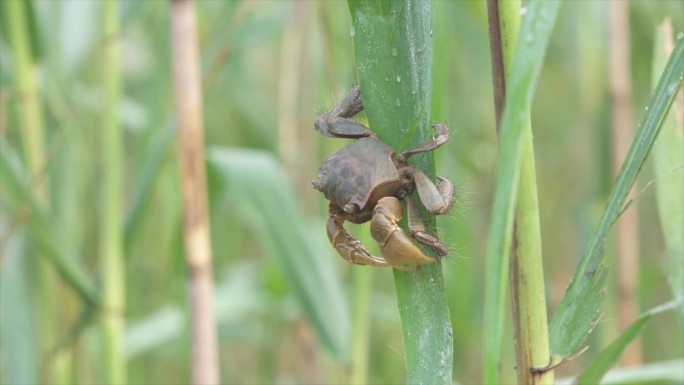 蟛蜞  稻蟹 螃蟹下水 野生螃蟹A021