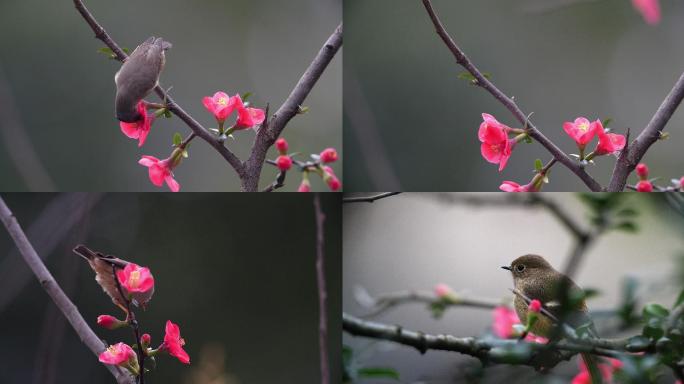 城市花园