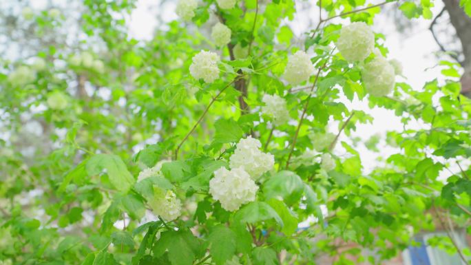 国家植物园 北京植物园 花卉 欧洲荚蒾