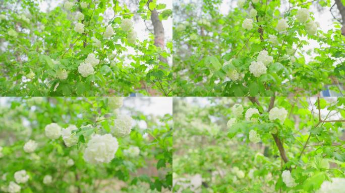 国家植物园 北京植物园 花卉 欧洲荚蒾