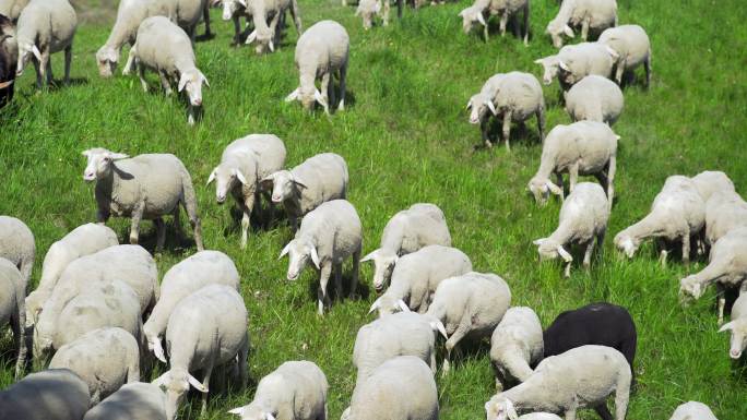 春季牧场放牧的羊群（4K/UHD）
