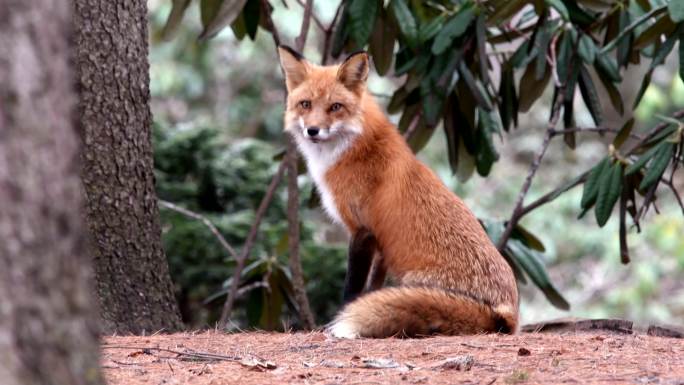 野生红狐，雌性动物