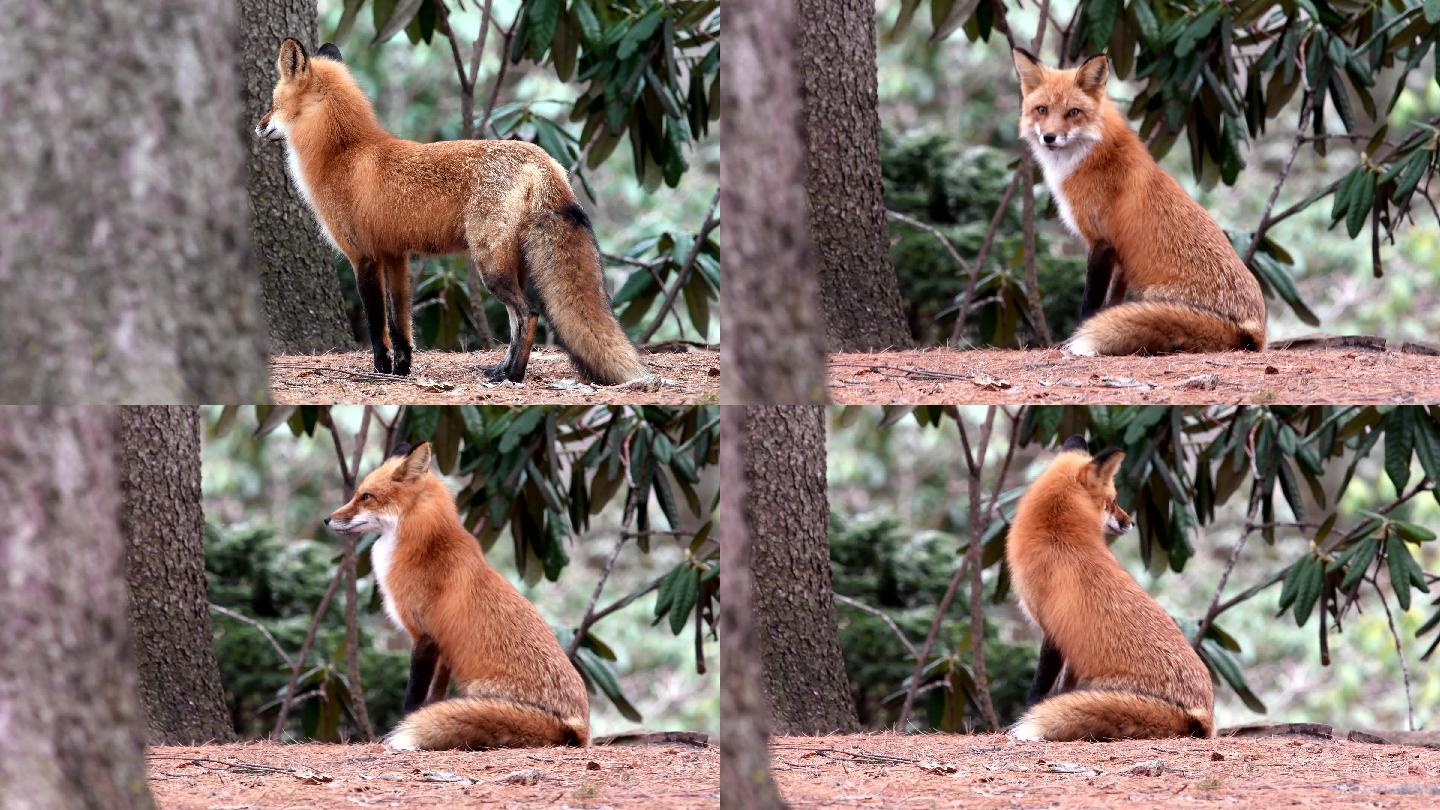 野生红狐，雌性动物