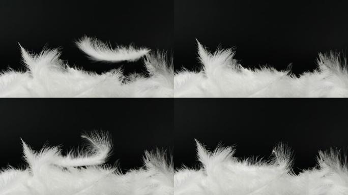 白色绒毛羽毛落在黑色背景上