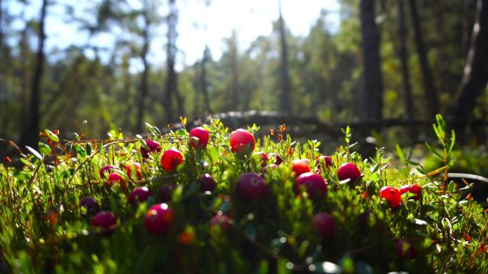 沼泽地上的小红莓种植果实丰收收成
