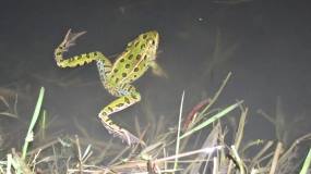 小动物-北豹蛙视频素材