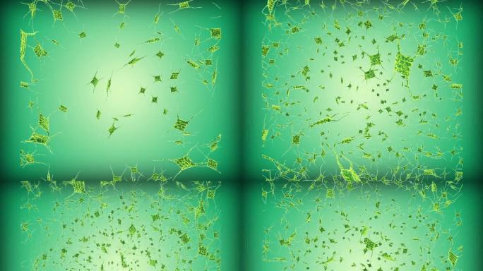 栅藻属  微生物动画