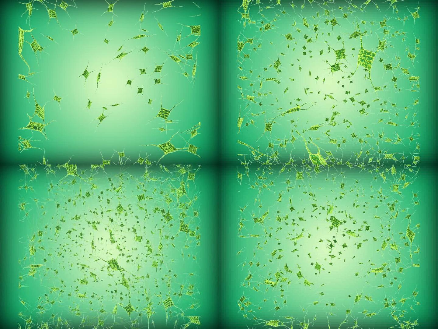 栅藻属  微生物动画