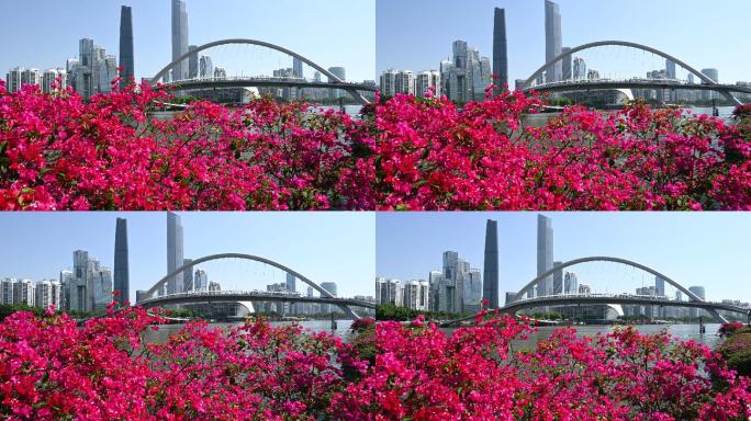 广州市中心海心桥建筑群和三角梅4K