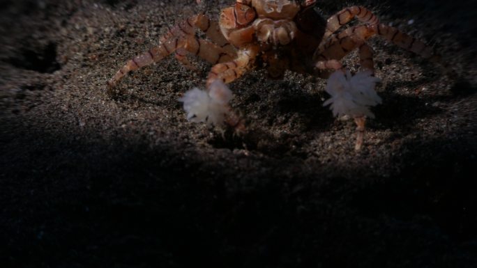 Boxer Pom Pom Crab keep anemones，印度尼西亚（4K）