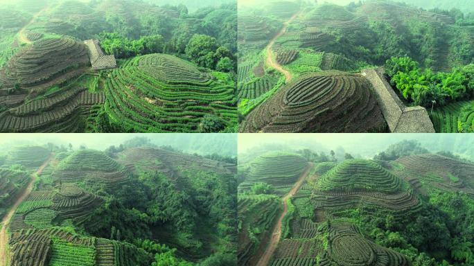 四川雅安名山县大地指纹茶园航拍