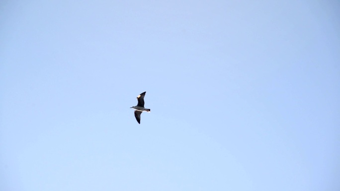 海鸥飞过天空大海海岛湿地湖泊戏水鸟类保护