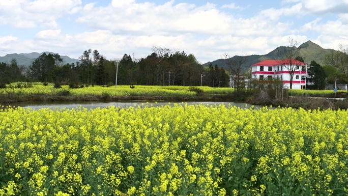 江西乡村油菜花4K