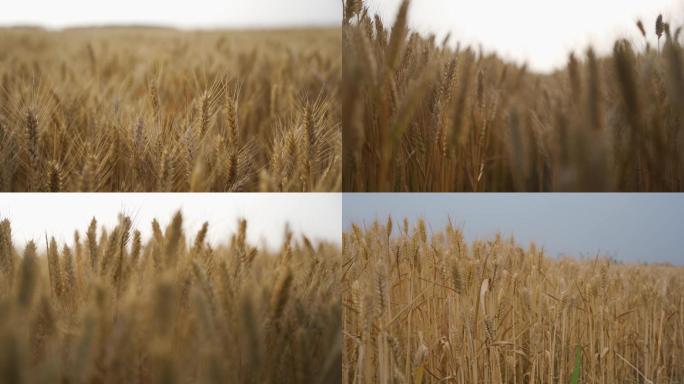 芒种田野里金黄的麦子熟了唯美空镜头