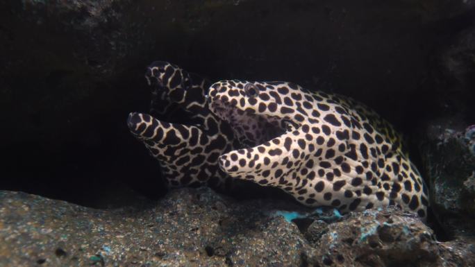 海洋动物大自然生态环境深水