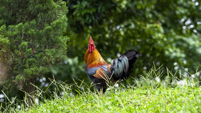 泰国，低角度观察大自然中的公鸡在草地上行走