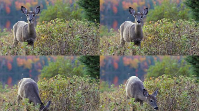 特伦布兰特山国家公园秋天，鹿在湖边觅食