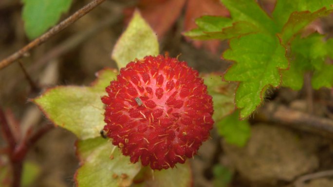 野草莓 野果 野外 蛇莓