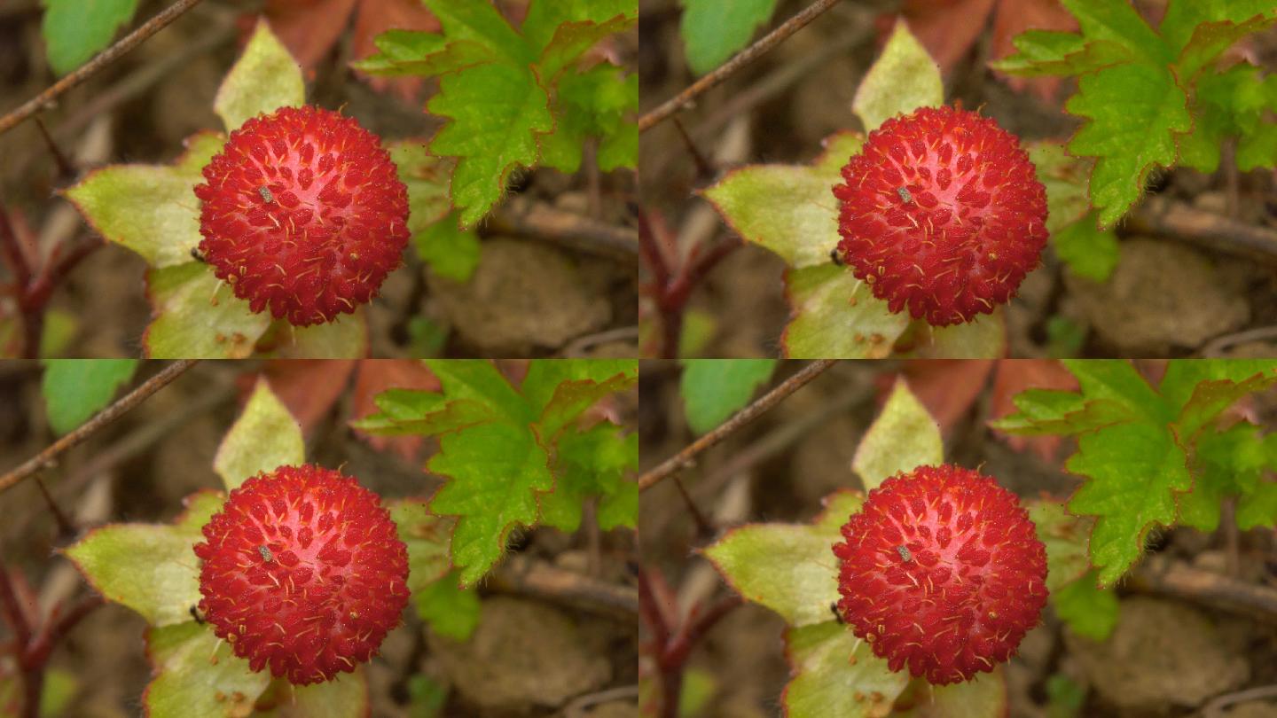 野草莓 野果 野外 蛇莓