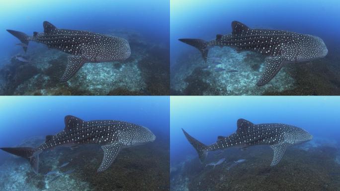 4K濒危物种中上层鲸鲨（Rhincodon typus）与彩虹奔跑者一起游泳，能见度良好，无人。动物